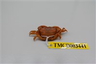 藏品(平背蜞)的圖片